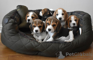 Photo №3. ADORABLE YORKIE PUPPIES. United States