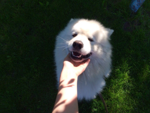 Photo №2 to announcement № 3938 for the sale of samoyed dog - buy in Belarus private announcement