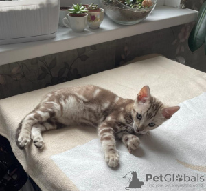 Photo №1. bengal cat - for sale in the city of Ливерпуль | negotiated | Announcement № 25850