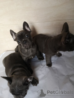 Photo №4. I will sell french bulldog in the city of Munich. private announcement, breeder - price - 402$