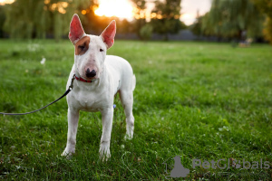 Additional photos: Sale of standard bull terrier puppies