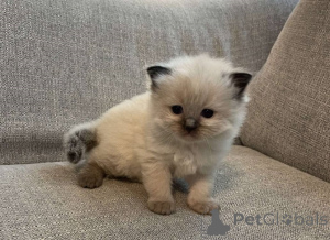 Photo №1. ragdoll - for sale in the city of Bensheim | Is free | Announcement № 149826