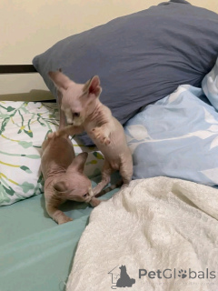 Photo №4. I will sell bambino in the city of Berlin. private announcement, breeder - price - 471$