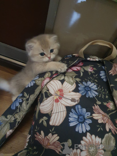 Photo №1. british longhair - for sale in the city of Serpukhov | 1015$ | Announcement № 139258