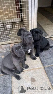 Photo №1. cane corso - for sale in the city of Bayerbach | negotiated | Announcement № 161073