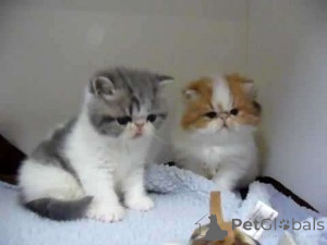 Photo №1. exotic shorthair - for sale in the city of Espoo | 774$ | Announcement № 160457