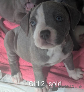 Photo №2 to announcement № 175184 for the sale of staffordshire bull terrier - buy in Germany private announcement