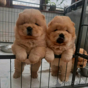 Photo №2 to announcement № 139058 for the sale of chow chow - buy in Germany private announcement, breeder
