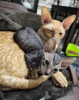 Photo №2 to announcement № 123672 for the sale of cornish rex - buy in Germany private announcement