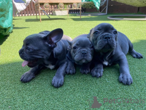 Photo №2 to announcement № 45231 for the sale of french bulldog - buy in Slovakia private announcement