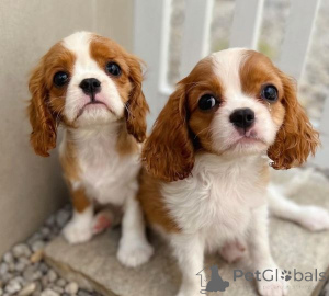 Photo №1. cavalier king charles spaniel - for sale in the city of Bucharest | negotiated | Announcement № 175609
