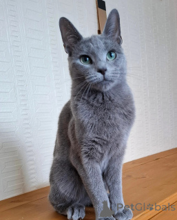 Photo №3. Meet Leo our silver-blue prince with the calm confidence of a king.. Germany