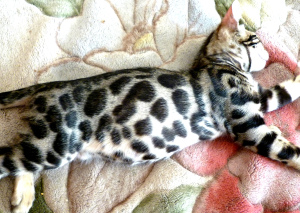 Photo №1. bengal cat - for sale in the city of Belgorod | negotiated | Announcement № 2279
