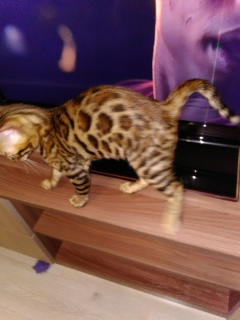 Photo №1. bengal cat - for sale in the city of Petrozavodsk | 325$ | Announcement № 1915