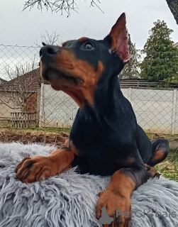 Photo №3. Doberman puppies. Serbia