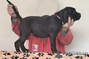 Photo №2 to announcement № 125364 for the sale of cane corso - buy in Serbia 