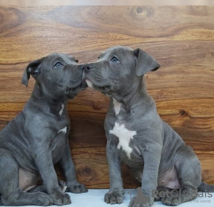 Photo №1. staffordshire bull terrier - for sale in the city of Ljubljana | negotiated | Announcement № 119896