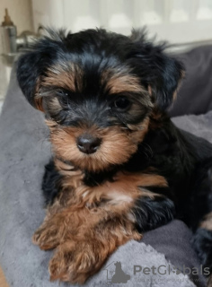 Additional photos: Yorkie puppies for sale