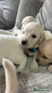 Photo №1. golden retriever - for sale in the city of Gardabani | negotiated | Announcement № 169266