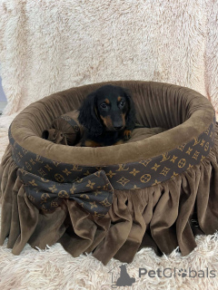 Photo №4. I will sell dachshund in the city of New Garden.  - price - 723$