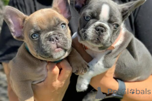Photo №2 to announcement № 166203 for the sale of english bulldog - buy in Germany 