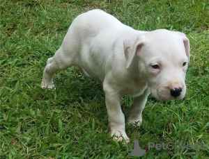 Photo №2 to announcement № 110085 for the sale of dogo argentino - buy in United States 