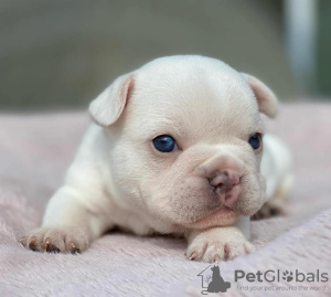 Photo №2 to announcement № 43275 for the sale of french bulldog - buy in Saudi Arabia breeder