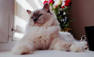 Photo №1. ragdoll - for sale in the city of Moscow | Negotiated | Announcement № 1349