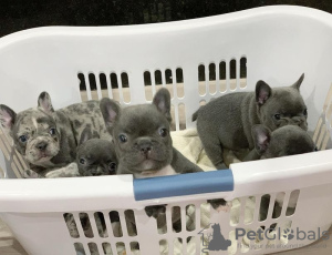 Photo №1. french bulldog - for sale in the city of Manila | negotiated | Announcement № 51353