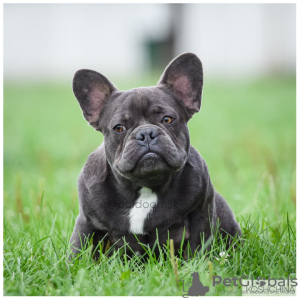 Photo №1. french bulldog - for sale in the city of Москва | 1350$ | Announcement № 11920