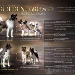 Photo №2 to announcement № 113588 for the sale of american akita - buy in Serbia 