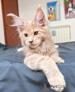 Photo №1. maine coon - for sale in the city of Berlin | 528$ | Announcement № 105630