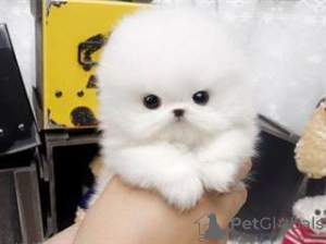 Photo №1. pomeranian - for sale in the city of Paris | Is free | Announcement № 13324