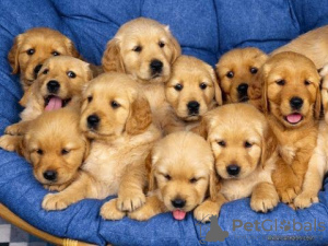 Photo №1. golden retriever - for sale in the city of Los Angeles | 300$ | Announcement № 46532