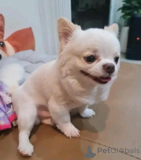 Photo №1. chihuahua - for sale in the city of Aachen | negotiated | Announcement № 166094