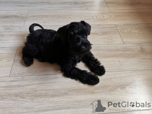 Photo №2 to announcement № 31249 for the sale of schnauzer - buy in Poland private announcement