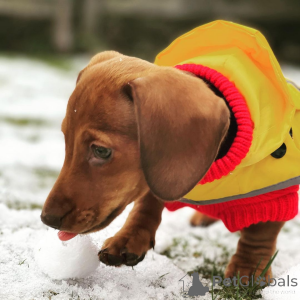 Photo №2 to announcement № 163507 for the sale of  - buy in Germany 