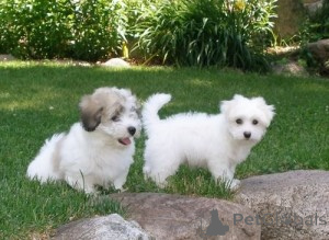 Photo №1. coton de tulear - for sale in the city of Hannover | negotiated | Announcement № 175317