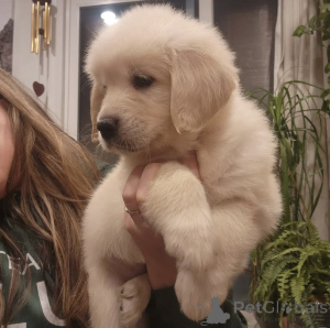Photo №2 to announcement № 143858 for the sale of golden retriever - buy in Sweden private announcement, breeder