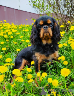 Photo №1. cavalier king charles spaniel - for sale in the city of Minsk | 740$ | Announcement № 46627