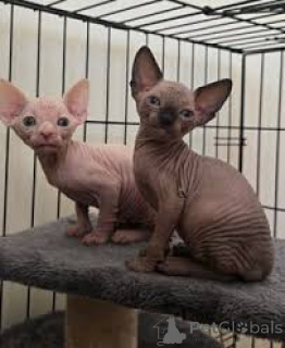 Photo №2 to announcement № 163430 for the sale of sphynx cat - buy in Austria private announcement, breeder