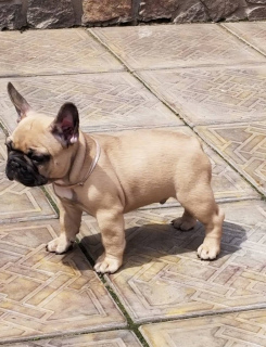Photo №2 to announcement № 6987 for the sale of french bulldog - buy in United States 