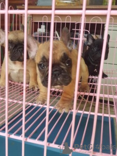 Photo №3. BROWN / BLACK AND GREY FRENCH BULLDOG PUPPIES FOR SALE PHILIPPINES 09457024296. Philippines