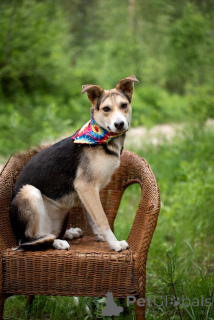 Photo №2 to announcement № 146015 for the sale of non-pedigree dogs - buy in Russian Federation 