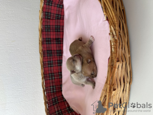 Photo №4. I will sell chihuahua in the city of Ньор. from nursery - price - 1057$