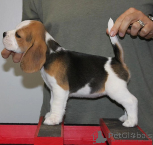 Photo №4. I will sell beagle in the city of Leipzig. private announcement - price - 380$