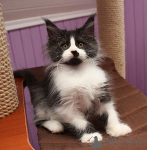 Photo №1. maine coon - for sale in the city of Жале | Is free | Announcement № 129050