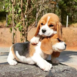 Photo №3. Beautiful tricolor beagle puppies.. Germany