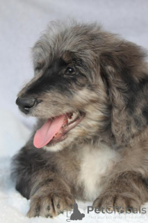 Photo №3. Bordoodles puppies. Costa Rica