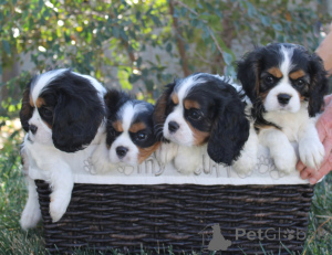 Photo №3. Cavalier King Charles Spaniel Welpen. Germany